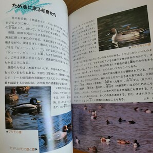 香川県環境自然保護課「香川の自然ガイドブック 空と緑の散歩道」(株式会社美巧社、昭和63年) 香川県郷土資料/小豆島/野鳥観察/昆虫採集の画像10