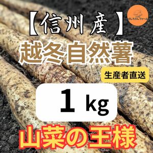 【信州産】越冬自然薯