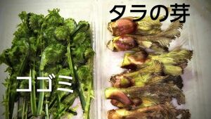 タラの芽 150 gとコゴミ100 g 旬の山菜 セット　岩手県北部産