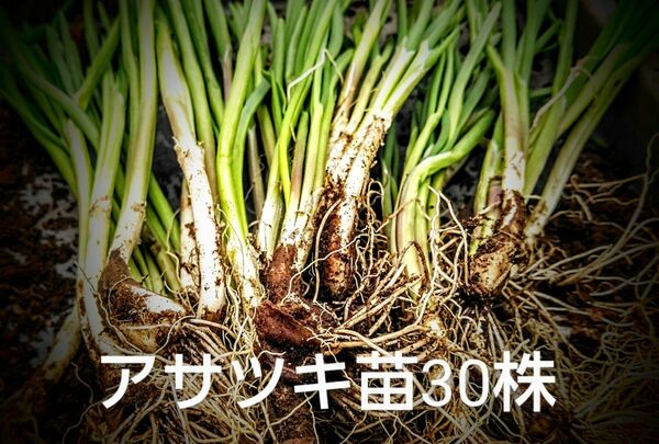 山菜 アサツキ 苗 30 株 岩手県北産 ヒロッコ 苗