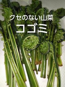 山菜 コゴミ 300g ( クサソテツ) 天然 新鮮　岩手県 県北部産