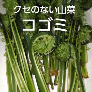 山菜 コゴミ 300g ( クサソテツ) 天然 新鮮　岩手県 県北部産