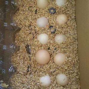 白烏骨鶏 卵10個（割れ保障２個含む) 有精卵 うこっけい 有精卵・食用 産みたて 高栄養 格安 お買い得 売り切り 激安 有精卵 の画像4