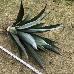 大きめ agave 竜舌蘭 アオノリュウゼツラン アメリカーナ ４kg Aの画像5