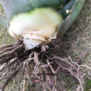 大きめ agave 竜舌蘭 アオノリュウゼツラン アメリカーナ ４kg Aの画像4