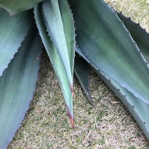 大きめ agave 竜舌蘭 アオノリュウゼツラン アメリカーナ ４kg Aの画像7