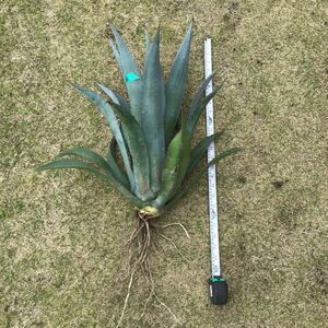 大きめ　agave 竜舌蘭　アオノリュウゼツラン　アメリカーナ3kg B