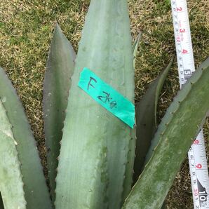 agave 竜舌蘭 アオノリュウゼツラン アメリカーナ２kg Fの画像2