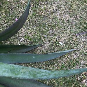 agave 竜舌蘭 アオノリュウゼツラン アメリカーナ２kg Fの画像7