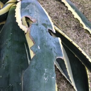 斑入り agave 竜舌蘭 リュウゼツラン アメリカーナ1.8kg Bの画像5
