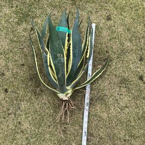 斑入り agave 竜舌蘭 リュウゼツラン アメリカーナ1.8kg Bの画像1