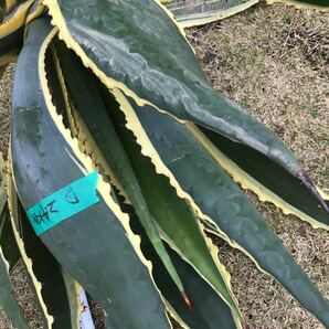 斑入り agave 竜舌蘭 リュウゼツラン アメリカーナ2.4kg Dの画像5