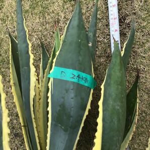 斑入り agave 竜舌蘭 リュウゼツラン アメリカーナ2.4kg Dの画像2