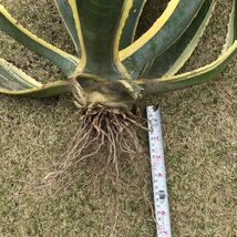 斑入り agave 竜舌蘭　リュウゼツラン　アメリカーナ2.4kg D_画像3