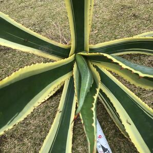 斑入り agave 竜舌蘭 リュウゼツラン アメリカーナ1.4kg Eの画像5