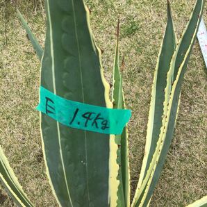 斑入り agave 竜舌蘭 リュウゼツラン アメリカーナ1.4kg Eの画像2