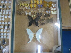  insect specimen 7 piece set sale 