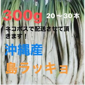 島ラッキョ　300g 沖縄　伊江島産　春　 辛みがまろやか 天ぷら　炒め物　塩漬け　食品　野菜　珍味　シマンチュ　フレッシュ