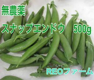 スナップエンドウ　500g 愛知県産　無農薬