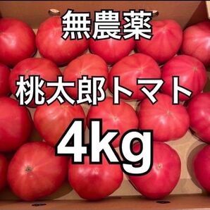 無農薬　桃太郎トマト　B品　4kg