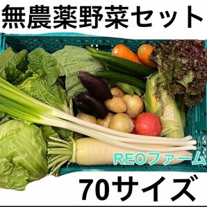 無農薬　野菜　詰め合わせ　セット　70サイズ　REOファーム　産地から直送　愛知県産
