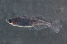 和墨光体型　若魚（2023年産まれ） オス2 メス1(現物出品) ikahoff U-0428-36289-a_画像2