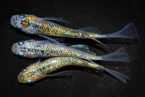 サボラメリアルロングフィン　若魚（2023年産まれ） オス1 メス2(現物出品) ikahoff Y-0428-36293-a