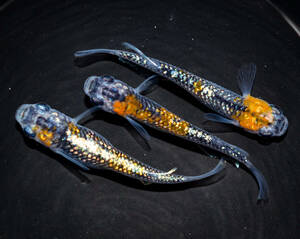 オーロラ黄ラメ体外光　若魚（2023年産まれ） オス2 メス1(現物出品) ikahoff Y-0420-36086-a