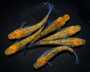 オーロラ黄ラメ　若魚（2023年産まれ） オス3 メス3(現物出品) ikahoff T-0409-35839-a