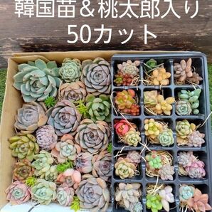 多肉植物　詰め合わせ　50カット（韓国苗＆桃太郎入り）