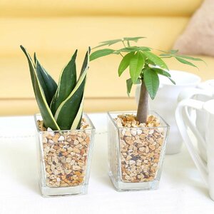  earth . used without clean feeling exist zeo light ... Mini decorative plant A type pakira & sansevieria 2 pot set hydroculture 