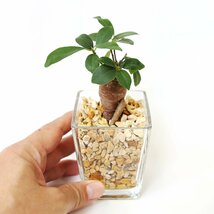 土を使わず清潔感あるゼオライト植えのミニ観葉植物 Aタイプ ガジュマル（がじゅまる） １鉢 ハイドロカルチャー_画像3