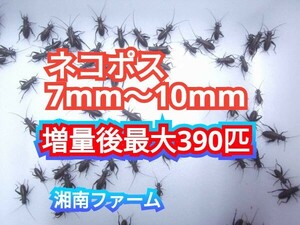 7～10㎜300匹フタホシコオロギ 死着保障2割増量 リピーター様1割増量 (最大で390匹+α) ★イエコオロギに比べ栄養価が高く遅鈍で低跳躍