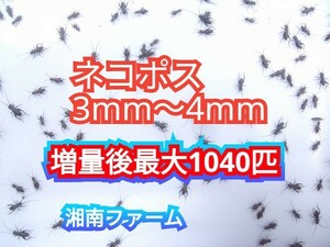 3~4.800 pcs cover ho sikoorogi. put on guarantee 2 break up increase amount repeat customer sama 1 break up increase amount ( maximum .1040 pcs +α) *i eko orogi comparing nutrition cost . height .... low ..