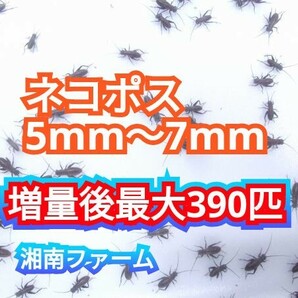 5～7㎜300匹フタホシコオロギ 死着保障2割増量 リピーター様1割増量 (最大で390匹+α) ★イエコオロギに比べ栄養価が高く遅鈍で低跳躍の画像1