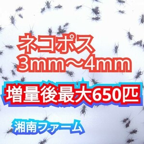 3～4㎜500匹フタホシコオロギ 死着保障2割増量 リピーター様1割増量 (最大で650匹+α) ★イエコオロギに比べ栄養価が高く遅鈍で低跳躍の画像1