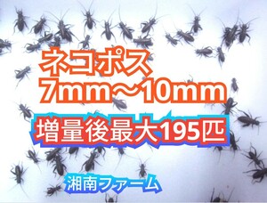 7～10㎜150匹フタホシコオロギ 死着保障2割増量 リピーター様1割増量 (最大で195匹+α) ★イエコオロギに比べ栄養価が高く遅鈍で低跳躍