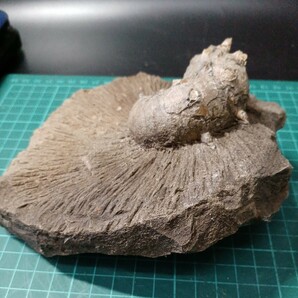 041009 アンモナイト 産地 北海道苫前町古丹別 15cm×15cm×7cm 1351gの画像6