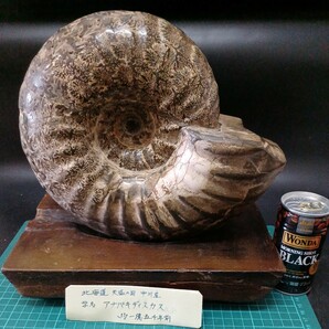 041021 北海道 中川産 アナパキディスカス 約一億五千年前 27cm×24cm×12cm 9kg の画像1