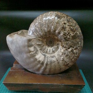 041021 北海道 中川産 アナパキディスカス 約一億五千年前 27cm×24cm×12cm 9kg の画像3
