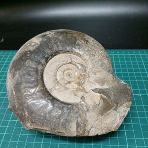 041022 アンモナイト　北海道中川町　15cm×12.5cm×5cm1553g