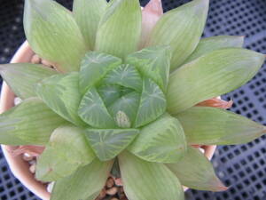 多肉植物　ハオルチア　京の華