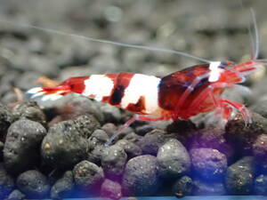  red shadow shrimp 10 pcs # bee shrimp # Cherry shrimp 2 point successful bid . compensation 2 pcs addition 