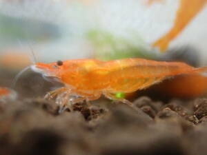  orange Cherry shrimp 10 pcs # bee shrimp # Cherry shrimp conditions attaching free shipping 