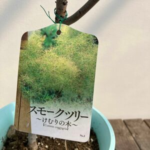 スモークツリー　白花　花芽付き　落葉樹