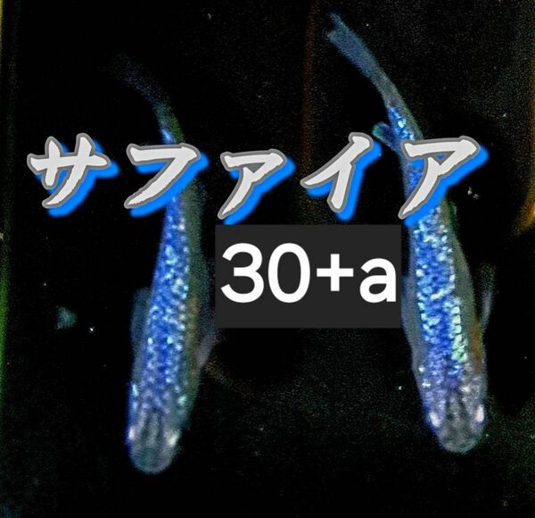 サファイアメダカ　30+a　めだか卵