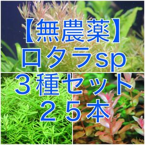 【無農薬】ロタラsp.3種セット　水中葉　25本（hra、グリーン、インディカ）