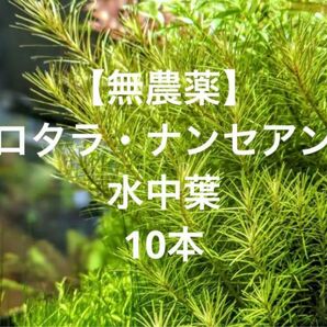 【無農薬】ロタラ・ナンセアン　水中葉　10本