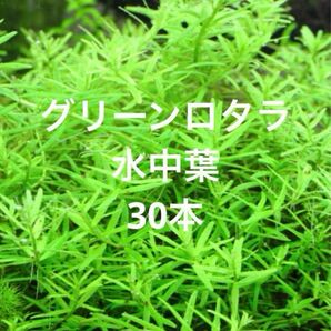 【無農薬】グリーンロタラ　水中葉　30本