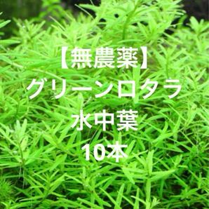【無農薬】グリーンロタラ　水中葉　10本